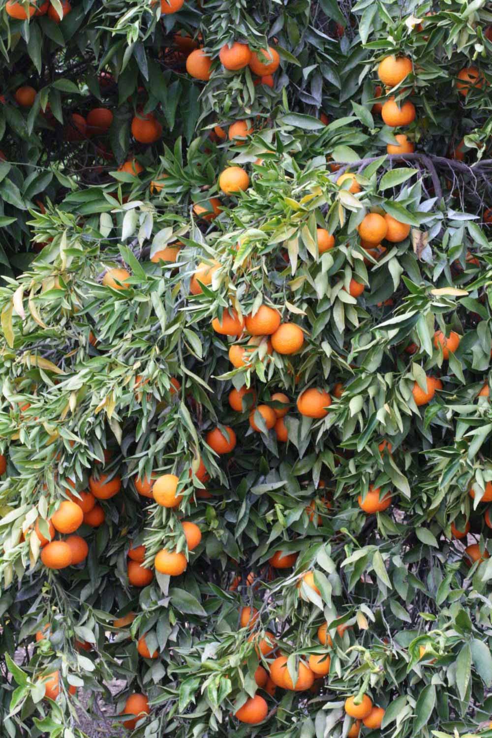              Habit (Clementina Fina, Riverside, CA)       